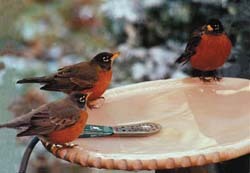 Robins in Bird Bath