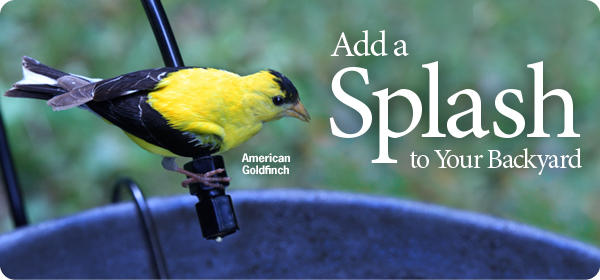 Add a Splash of Water for Your Backyard Birds